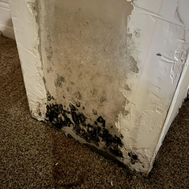Professional Mold Removal in South Canal, OH